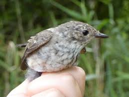 Attēlu rezultāti vaicājumam “Muscicapa striata juvenile”
