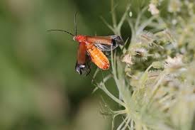 Attēlu rezultāti vaicājumam “Rhagonycha fulva”