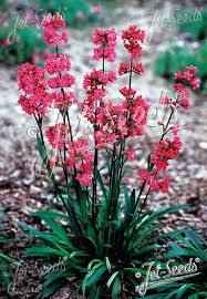 Attēlu rezultāti vaicājumam “Silene viscaria fruit”