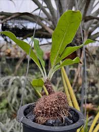 Attēlu rezultāti vaicājumam “Arcyria imperialis stalked”