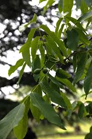 Attēlu rezultāti vaicājumam “Juglans x sinensis”