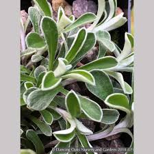 Attēlu rezultāti vaicājumam “Antennaria dioica leaf”