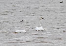 Attēlu rezultāti vaicājumam “Cygnus columbianus adult”