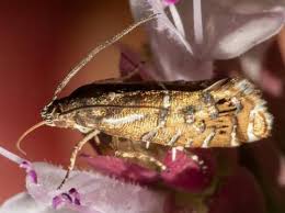 Attēlu rezultāti vaicājumam “Glyphipterigidae”