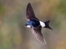 Attēlu rezultāti vaicājumam “Delichon urbicum adult”