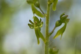 Attēlu rezultāti vaicājumam “Listera ovata bud”