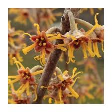 Attēlu rezultāti vaicājumam “Hamamelis vernalis flower”