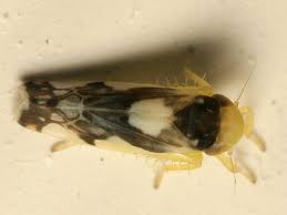 Attēlu rezultāti vaicājumam “Eupteryx vittata”