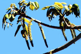 Attēlu rezultāti vaicājumam “Juglans mandshurica male flower”