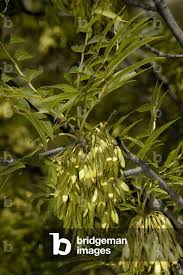 Attēlu rezultāti vaicājumam “Fraxinus excelsior flower”