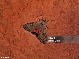 Attēlu rezultāti vaicājumam “Catocala nupta”