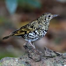 Image result for Zoothera dauma