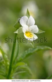 Attēlu rezultāti vaicājumam “Viola arvensis bud”