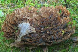 Image result for Podoscypha multizonata