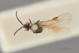 Attēlu rezultāti vaicājumam “Euura brevicornis”