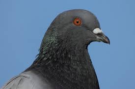 Attēlu rezultāti vaicājumam “Columba livia f. domestica”