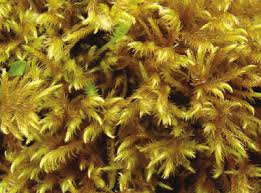 Attēlu rezultāti vaicājumam “Campyliadelphus elodes”