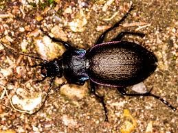 Attēlu rezultāti vaicājumam “Carabus nemoralis”