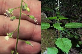 Attēlu rezultāti vaicājumam “Circaea lutetiana”