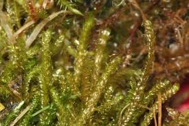 Attēlu rezultāti vaicājumam “Hymenostylium recurvirostrum macro”