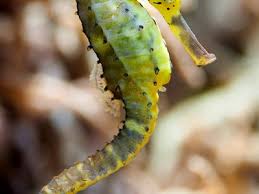 Image result for Cinctura hunteria