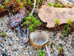 Attēlu rezultāti vaicājumam “Geopora arenicola”