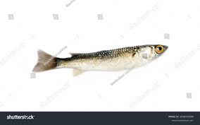 Image result for Mugil liza