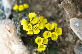 Attēlu rezultāti vaicājumam “Saxifraga hirculus”