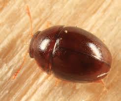 Attēlu rezultāti vaicājumam “Leiodidae”