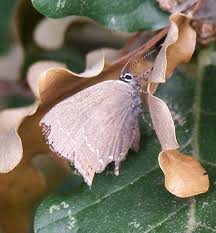 Attēlu rezultāti vaicājumam “Satyrium ilicis underside”