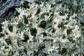 Attēlu rezultāti vaicājumam “Cladonia botrytes”