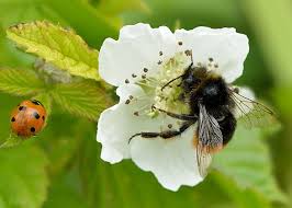 Attēlu rezultāti vaicājumam “Rubus caesius flower”