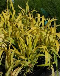 Attēlu rezultāti vaicājumam “Milium effusum flower”