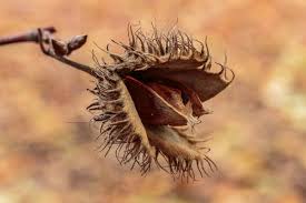 Attēlu rezultāti vaicājumam “Fagus sylvatica fruit”