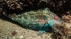 Image result for Sparisoma amplum