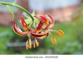 Image result for Lilium martagon `Arabian Night`