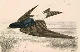 Attēlu rezultāti vaicājumam “Delichon urbicum”