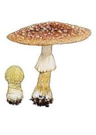 Attēlu rezultāti vaicājumam “Amanita regalis”