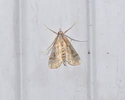 Attēlu rezultāti vaicājumam “Parapoynx stratiotata”