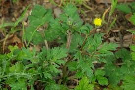 Attēlu rezultāti vaicājumam “Ranunculus bulbosus flower”
