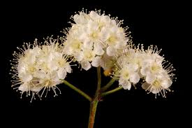 Attēlu rezultāti vaicājumam “Sorbus aucuparia flower”