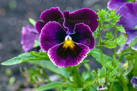 Attēlu rezultāti vaicājumam “Viola tricolor flower”