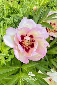 Image result for Pfingstrose