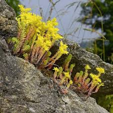 Image result for Mauerpfeffer