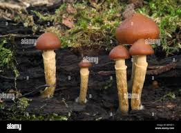 Attēlu rezultāti vaicājumam “Stropharia hornemannii”