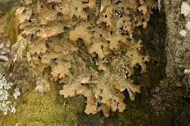 Attēlu rezultāti vaicājumam “Scoliciosporum chlorococcum”