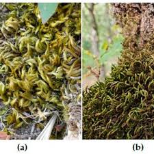 Attēlu rezultāti vaicājumam “Homalothecium sericeum”