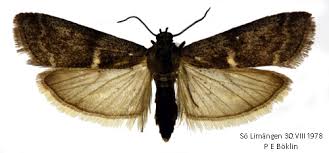 Attēlu rezultāti vaicājumam “Apomyelois bistriatella”