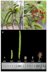 Attēlu rezultāti vaicājumam “Juglans cinerea flower”
