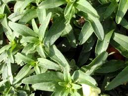 Attēlu rezultāti vaicājumam “Antirrhinum majus leaf”